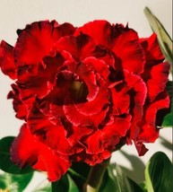 2 Of Dark Red Desert Rose Seeds 6-Layer Damask Adenium Flowers Home Garden Bonsa - £6.67 GBP