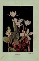 Vintage 1922 Print Bloodroot Steeplebush 2 Side Flowers You Should Know - $17.75