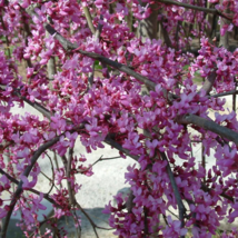 Eastern Redbud qt pot Cercis canadensis image 2