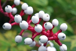 Actaea Rubra Baneberry Doll Eye Perennial Bare Root Live Garden Plant - $85.38