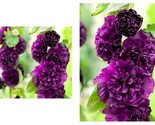 50 Seeds Purple Chaters Double Hollyhock Garden - $41.93
