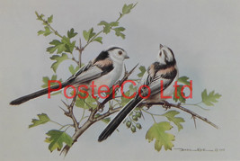 Basil Ede 6 Bird Prints: BeeEater, Redstart, Titmouse, Blackbird, Waxwing - £70.25 GBP