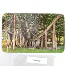 Banyan Tree Hawaii 1960s Postcard Unposted Max Baker Curteichcolor - $185.28 MXN
