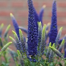 100 Blue Veronica Seeds Speedwell Royal Candle Perennial Flowers 258 Home Garden - £10.15 GBP