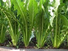 Catalogna Emerald Endive Italian Dandelion Chicory 500 Seeds Fast Shipping US - £10.80 GBP