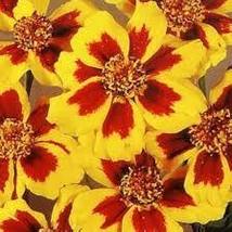 Dainty Marietta French Marigold Seeds Tagetes Patula 500 Seeds For Planting - £13.43 GBP