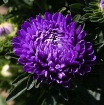 Aster Gremlin Violet Tall Double 50 Seeds Heirloom Flower Easy To Grow F... - $12.99