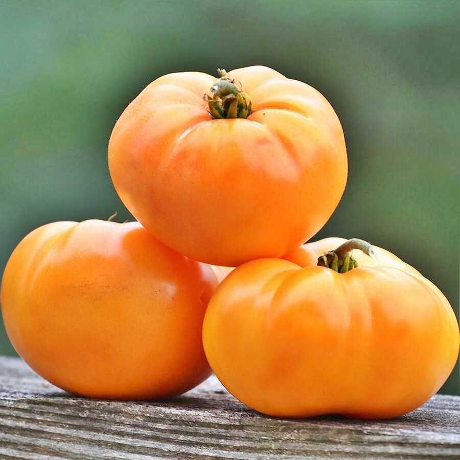 OmaS Orange Tomato Vegetable Fresh Gardening - $16.52