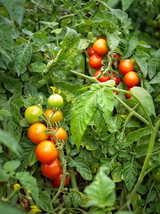 50 Seeds Gardener&#39;S Delight Tomato Tomatoe Vegetable Garden Edible Canning - $3.75