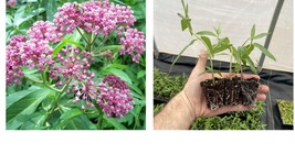 Starter Plant Plug | Asclepias incarnata | Swamp Milkweed | Live Plant - £27.17 GBP