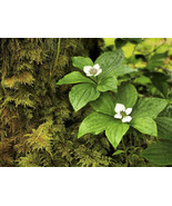 15 Western Bunchberry Alaskan Dogwood Cornus Unalaschkensis White   - $17.00