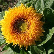 10 Dwarf Sungold Teddy Bear Sunflower Flower Seed Beautiful Grown/Harvested In U - $13.90