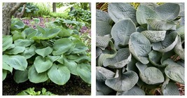 1 Live Potted Plant hosta BIG DADDY large blue thick corrugated blue 2.5... - $42.99