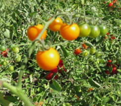 25 Pc Seeds Sunsugar Tomato Vegetable Plant, Tomato seeds for Planting | RK - £14.77 GBP