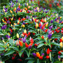 50PCS Garden Ornamental Hot Pepper Seeds - £8.23 GBP