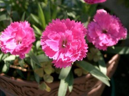 Bloomys 1000 Seeds Chinese Pinks (China Pinks/ Rainbow Pink) Dianthus Ch... - $7.39