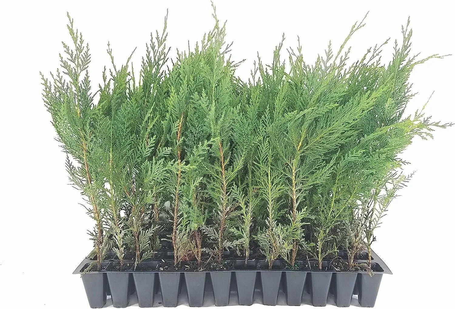 Murray Cypress Tree 10 Live Plants Upright Screening Tree - £65.25 GBP