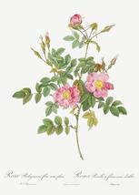 Semi-Double Sweet Briar - Rusty Rose - 1800&#39;s - Pierre Joseph Redoute - Magnet - £9.58 GBP