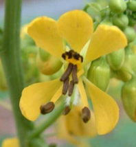 100 Pc Seeds Senna Hebecarpa Flower Plant, Wild Senna Seeds for Planting | RK - £16.51 GBP