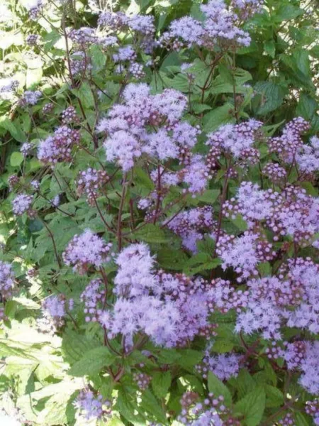 Top Seller 100 Purple Mistflower Hardy Ageratum Eupatorium Coelestinum Blue Flow - £11.41 GBP