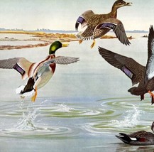 Mallard And Black Ducks 1955 Plate Print Birds Of America Nature Art DWEE31 - £23.51 GBP