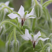 White Borage Bianca Starflower Tailwort - $5.89