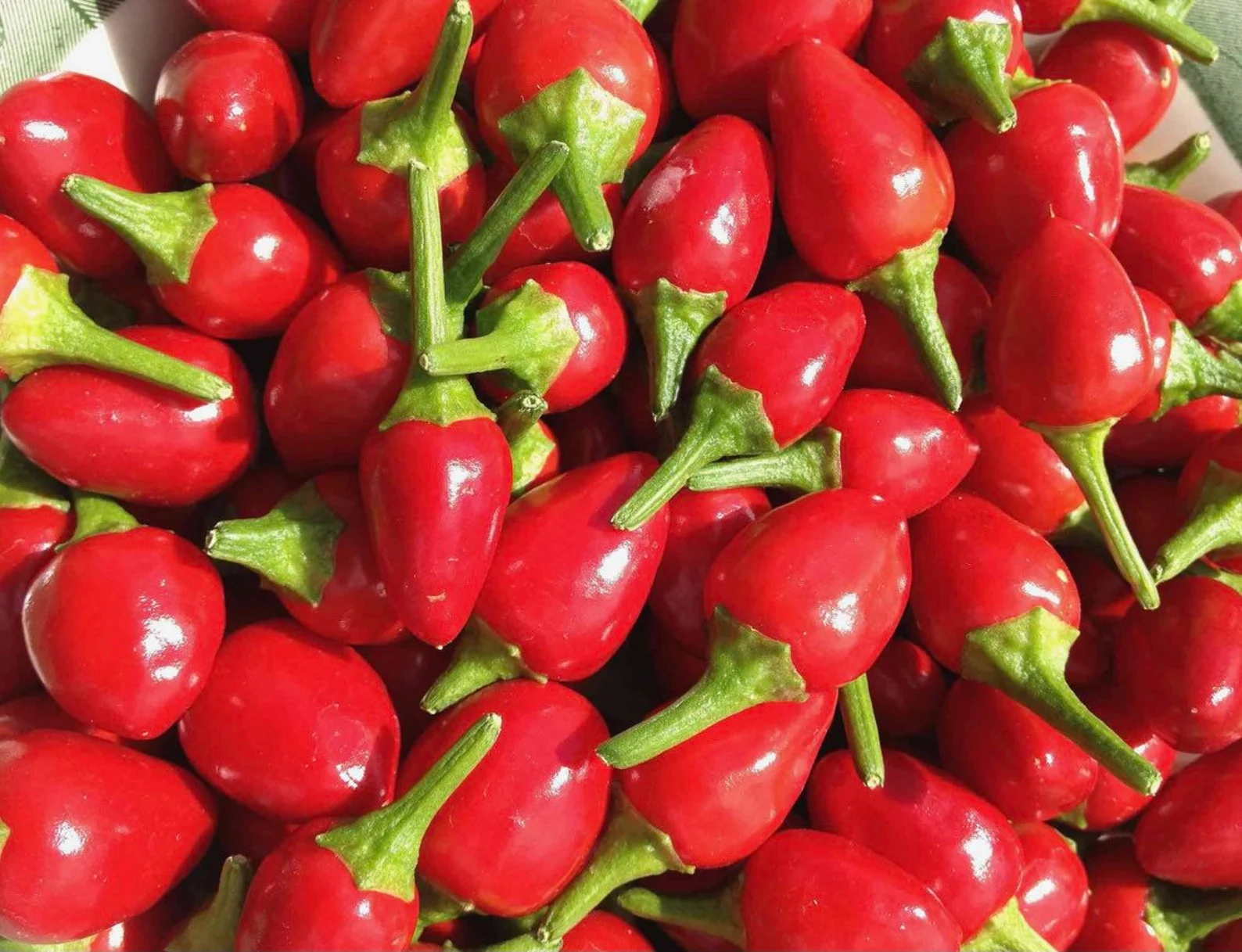 HOT PEPPER CHILTEPIN WILD CHILE, 10 SEEDS R - $304.51 MXN