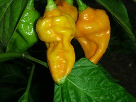 Bhut Jolokia Yellow, ghost pepper yellow 10+ seeds - £2.13 GBP