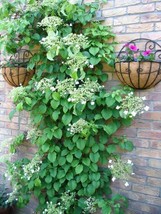 Shipped From Us 100 Climbing Hydrangea White Flower Vine Seeds, LC03 - £15.18 GBP