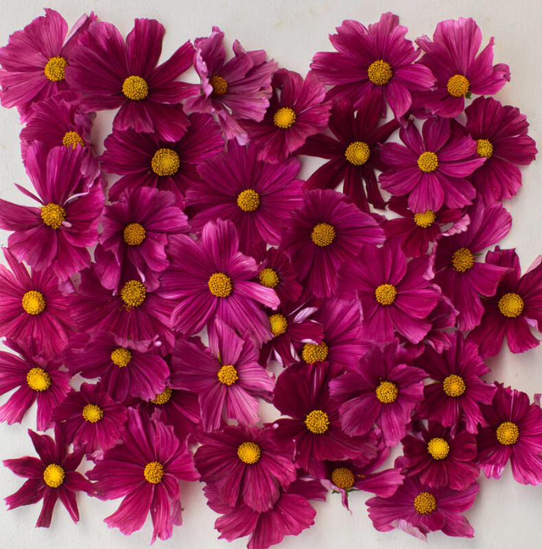 Cosmos Rubenza Unique Ruby Color Pollinators Dwarf Butterflies Non-Gmo 1... - $8.96