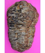 Trilobite Fossil 450 Million Years Old Morroco Guaranteed Real Dino Girl... - $41.18 CAD