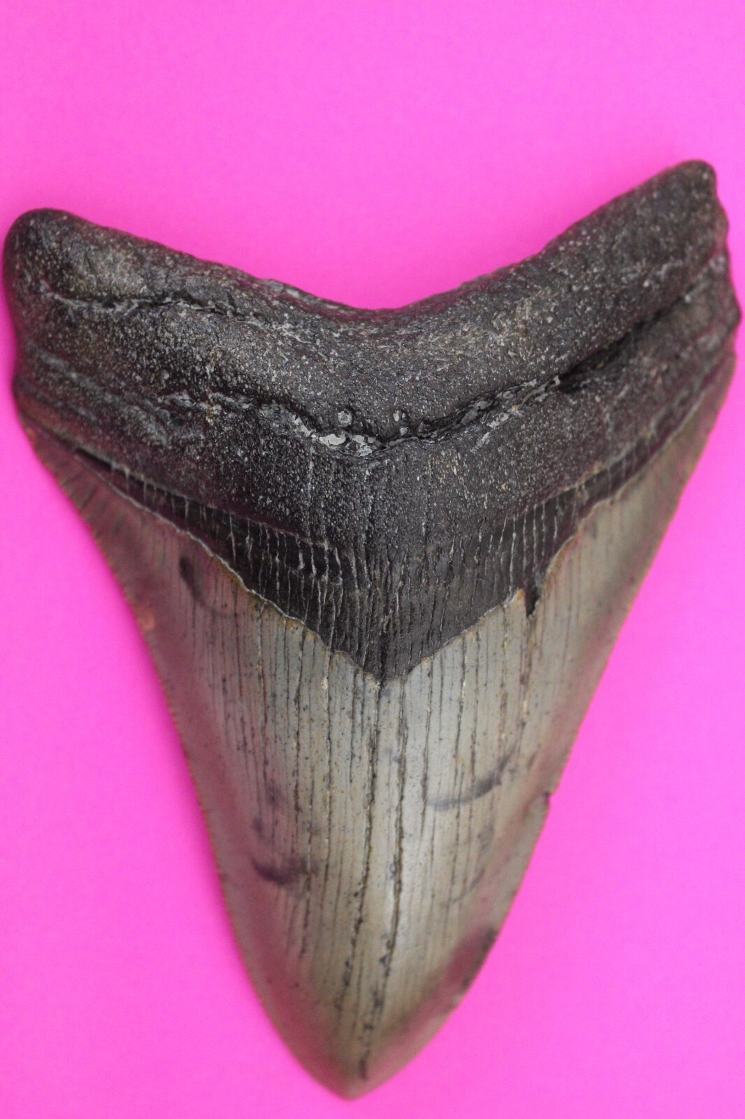 Authentic Megadolon Shark Tooth 4.37 Inches 123 Grams Fossil Dino Girl C... - $131.99