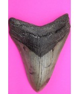 Authentic Megadolon Shark Tooth 4.37 Inches 123 Grams Fossil Dino Girl C... - $183.12 CAD
