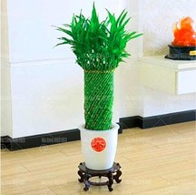 US Seller 20Pcs Bonsai Lucky Bamboo Plants Aquatic Plants Perennial Indoor Bambo - £10.95 GBP