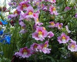 Butterfly Flower Angel WingsSchizanthus Mix 100 NON GMO Seeds - $6.82