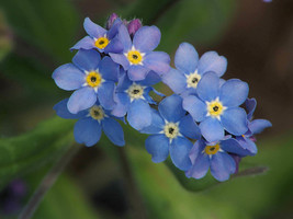 400 Seed FORGET ME NOT Woodland Wildflower Blue Blooms Spring Summer F.Sun/Shade - $16.50