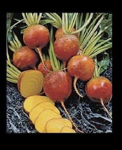 Burpee&#39;s Golden Beets {30,100,200,400} Seeds Heirloom treated 55 days Bulk - £1.34 GBP+