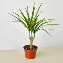 25 seeds Dracaena Marginata Cane  Plant From us - $10.25