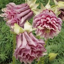 30 Pink Petticoat Aquilegia Columbine Perennial Flower Seeds US Seller Fast Ship - £7.02 GBP