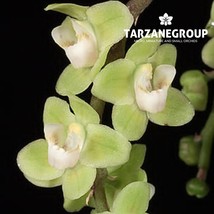 CHILOSCHISTA VIRIDIFLAVA SMALL LEAFLESS ORCHID MOUNTED PLANT - $33.00