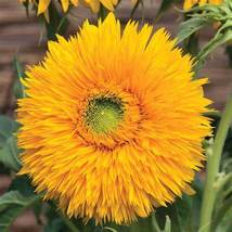 Sunflower 15 Seeds Double Sunking R - $13.89