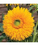 Sunflower 15 Seeds Double Sunking R - $13.89