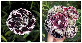 40 Seeds of Carnation &#39;Black and White Minstrel&#39;, Dianthus Chinensis Heddewigii - £21.57 GBP