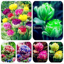 200 Seeds Multifarious Tulip Flowers Tulip Bonsai Of Flowers (Not Tulip Bulb) Mi - £5.05 GBP