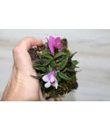 DENDROBIUM CUTHBERTSONII ‘BLUSHING PANDA x WHITE HALO’ XXL MOUNTED - $159.00