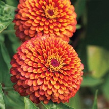 Macarenia Zinnia Seeds Packet Of 30 Seeds US Seller Fast Shipping - £6.83 GBP