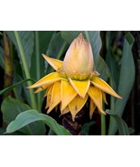 Golden Lotus Banana – Chinese Dwarf Banana - Musella lasiocarpa - $41.59 CAD