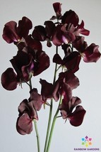 HS  50+ Topsy Sweet Pea Seeds For Garden Planting - USA  - £5.20 GBP