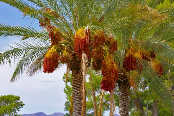 Palm Date Tree Phoenix Dactylifera Edibl Fruit 10 Seeds Garden - $4.48