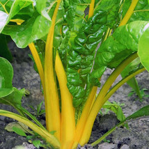 Canary Yellow Swiss Chard Seeds 100 Ct Vegetable Garden From US - £6.89 GBP